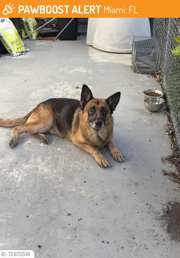 Found/Stray Male Dog last seen Near sw 169 avenue , Miami, FL 33187