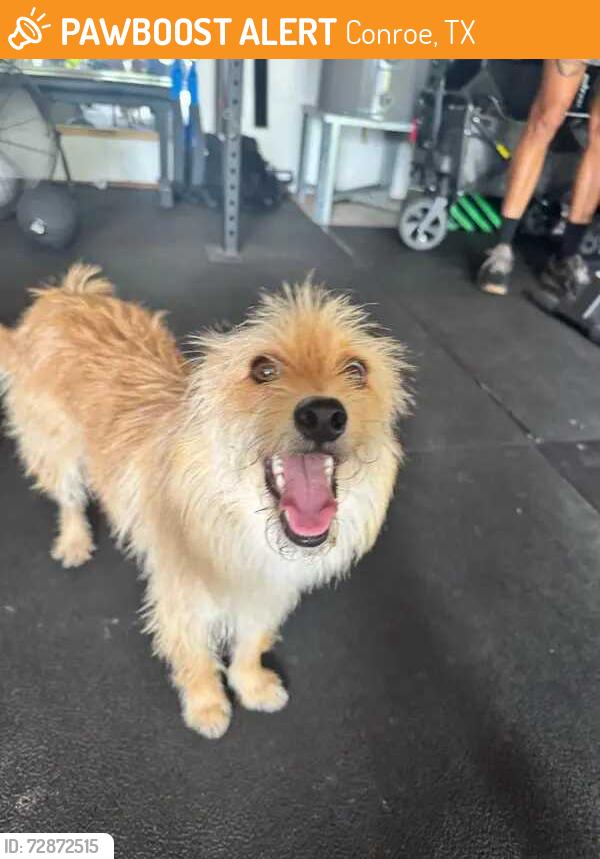 Found/Stray Unknown Dog last seen Pinecrest and W Pine Lake Circle, Conroe, TX 77316