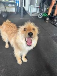 Found/Stray Unknown Dog last seen Pinecrest and W Pine Lake Circle, Conroe, TX 77316