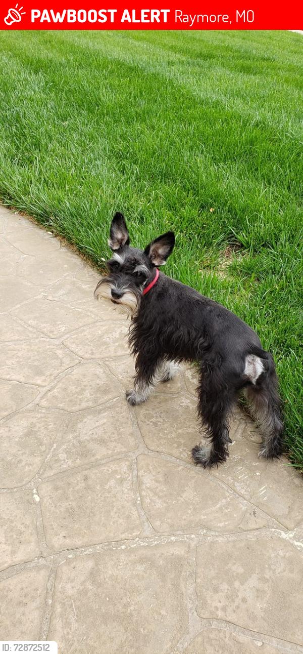 Lost Male Dog last seen East Gore Road & Ward Road intersection, Raymore Township, MO 64083