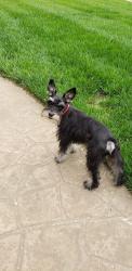 Lost Male Dog last seen East Gore Road & Ward Road intersection, Raymore Township, MO 64083