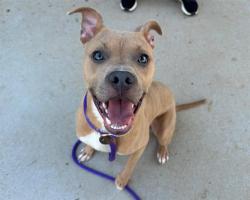 Shelter Stray Male Dog last seen CHARLOTTE, 8315 Byrum Dr, Charlotte, NC 28217, USA