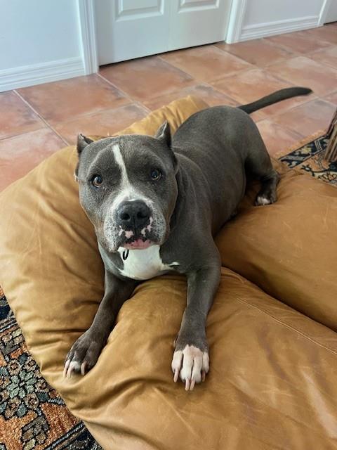 Shelter Stray Female Dog last seen Near BLOCK SW 178 CT, Doral, FL 33122
