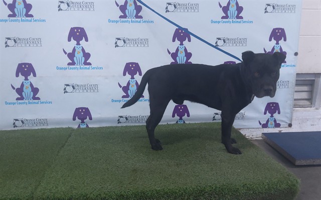 Shelter Stray Male Dog last seen , 2769 Conroy Rd, Orlando, FL 32839, USA