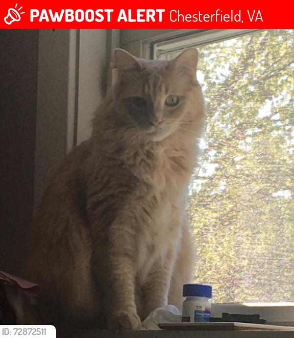 Lost Male Cat last seen Belmont rd, Chesterfield, VA 23832