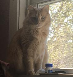 Lost Male Cat last seen Belmont rd, Chesterfield, VA 23832