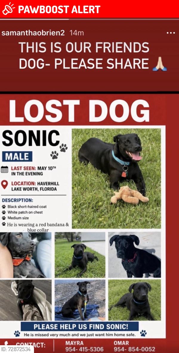 Lost Male Dog last seen Lake worth and haverhill, Lake Worth Corridor, FL 33463