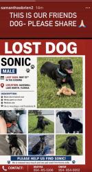 Lost Male Dog last seen Lake worth and haverhill, Lake Worth Corridor, FL 33463