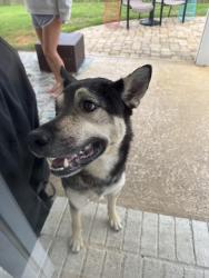Found/Stray Male Dog last seen Joshua dr and whitt dr in cantonment, Cantonment, FL 32533