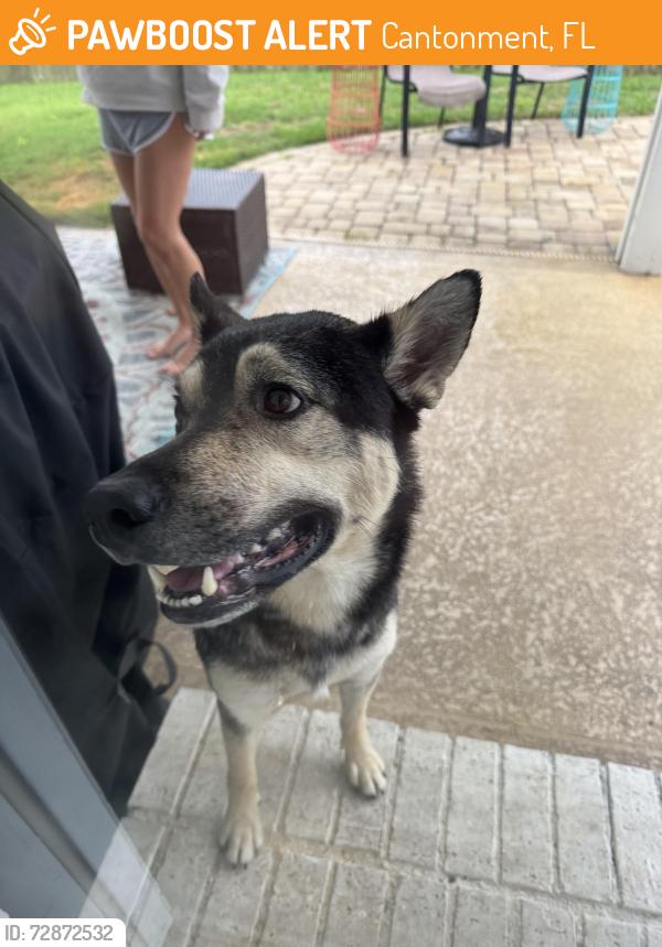 Found/Stray Male Dog last seen Joshua dr and whitt dr in cantonment, Cantonment, FL 32533