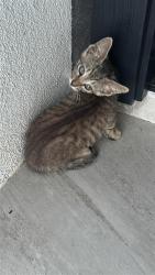 Found/Stray Unknown Cat last seen Uva, Hidalgo, TX 78557