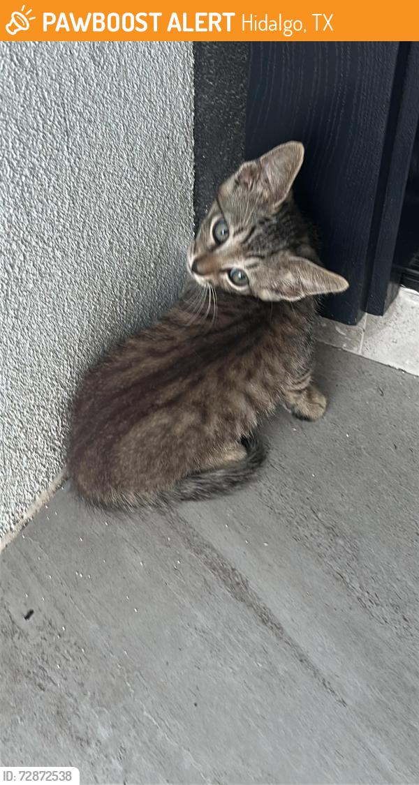 Found/Stray Unknown Cat last seen Uva, Hidalgo, TX 78557