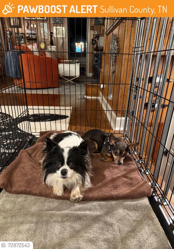 Found/Stray Female Dog last seen Brown St (near White Top Rd, weaver pike, pleasant grove), Sullivan County, TN 37618