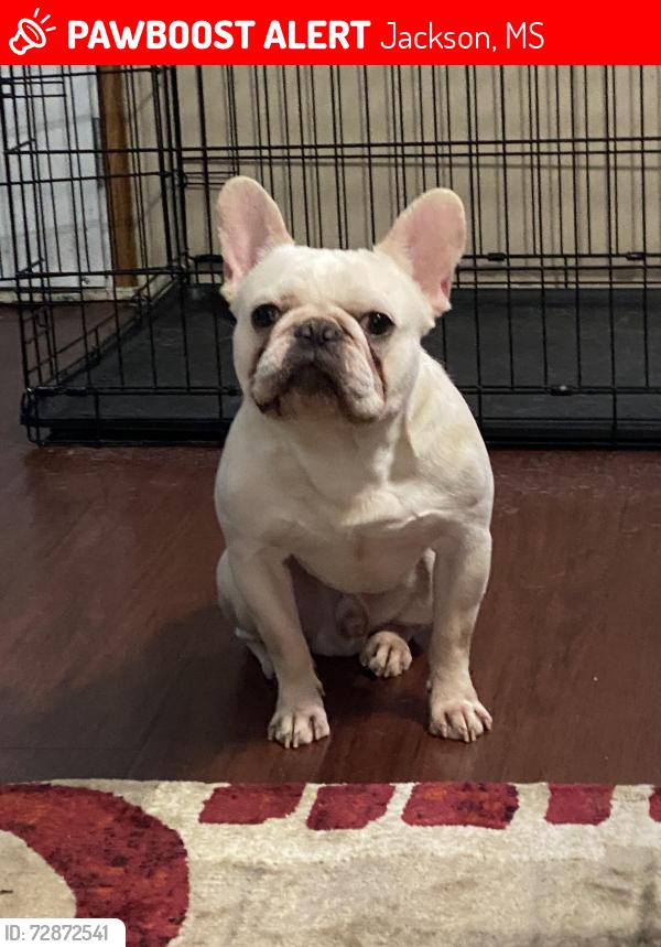 Lost Male Dog last seen No landmarks , Jackson, MS 39202
