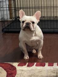Lost Male Dog last seen No landmarks , Jackson, MS 39202