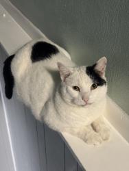 Lost Male Cat last seen Mitchner Ave, Indianapolis, IN 46226