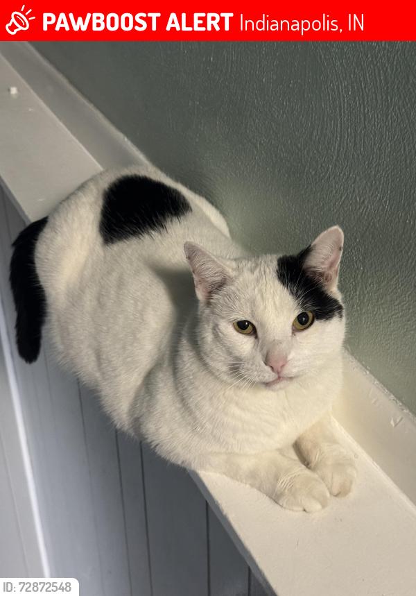 Lost Male Cat last seen Mitchner Ave, Indianapolis, IN 46226