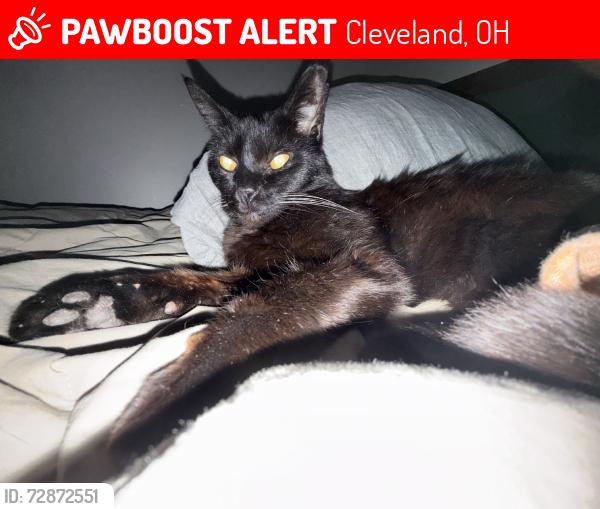 Lost Male Cat last seen Franklin Ave & West 54th, Cleveland, OH 44102