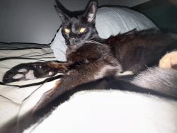 Lost Male Cat last seen Franklin Ave & West 54th, Cleveland, OH 44102