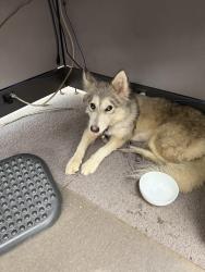 Found/Stray Female Dog last seen Post road & Pendleton Pike, Indianapolis, IN 46226