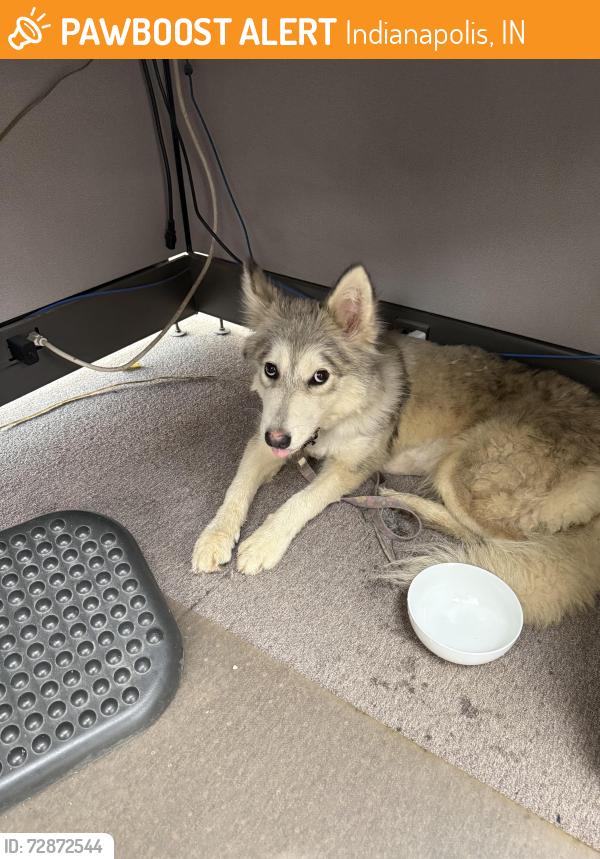 Found/Stray Female Dog last seen Post road & Pendleton Pike, Indianapolis, IN 46226