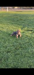 Lost Male Dog last seen Pecos and carey, North Las Vegas, NV 89030