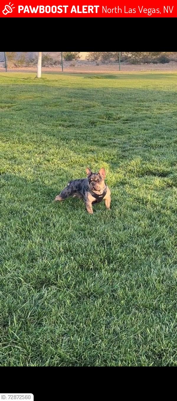 Lost Male Dog last seen Pecos and carey, North Las Vegas, NV 89030