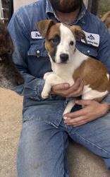 Found/Stray Female Dog last seen Lamar street , Arlington, TX 76006