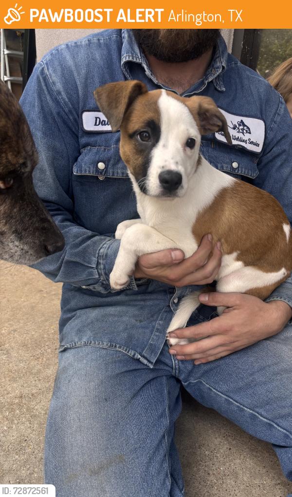 Found/Stray Female Dog last seen Lamar street , Arlington, TX 76006