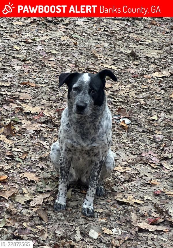 Lost Female Dog last seen Garrison road Lula Georgia , Banks County, GA 30554