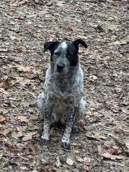 Lost Female Dog last seen Garrison road Lula Georgia , Banks County, GA 30554