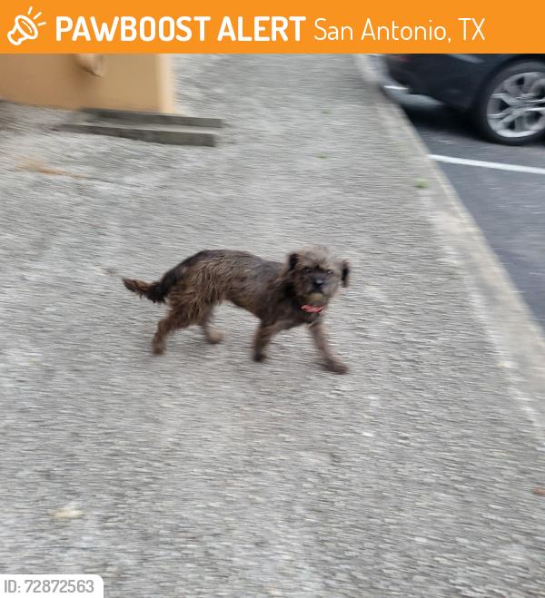 Found/Stray Unknown Dog last seen Near Flanders Ave, San antonio tx 78211, San Antonio, TX 78211