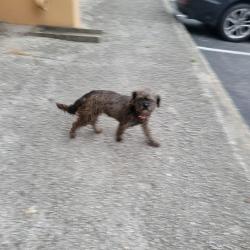 Found/Stray Unknown Dog last seen Near Flanders Ave, San antonio tx 78211, San Antonio, TX 78211