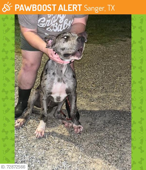 Found/Stray Female Dog last seen FM 1190 at 455, Sanger, TX 76266