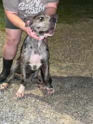 Found/Stray Female Dog last seen FM 1190 at 455, Sanger, TX 76266