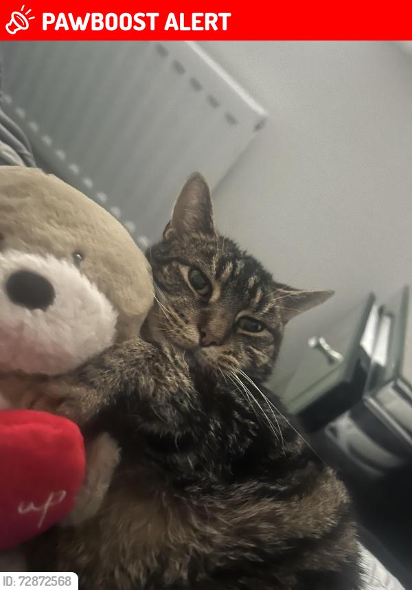 Lost Female Cat last seen tesco, Redcar and Cleveland, England TS6 9FD