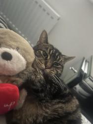 Lost Female Cat last seen tesco, Redcar and Cleveland, England TS6 9FD
