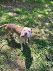 Lost Male Dog last seen Mt hope church rd, Rowan County, NC 28146