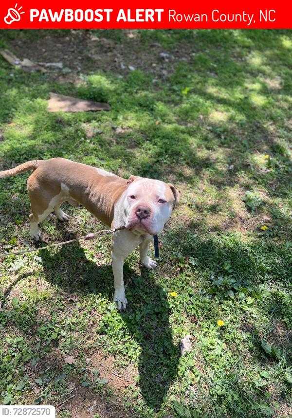 Lost Male Dog last seen Mt hope church rd, Rowan County, NC 28146