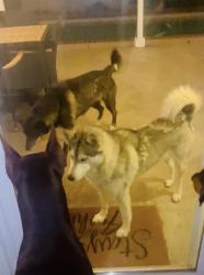 Found/Stray Female Dog last seen Drytown Water Park, Palmdale, CA 93550