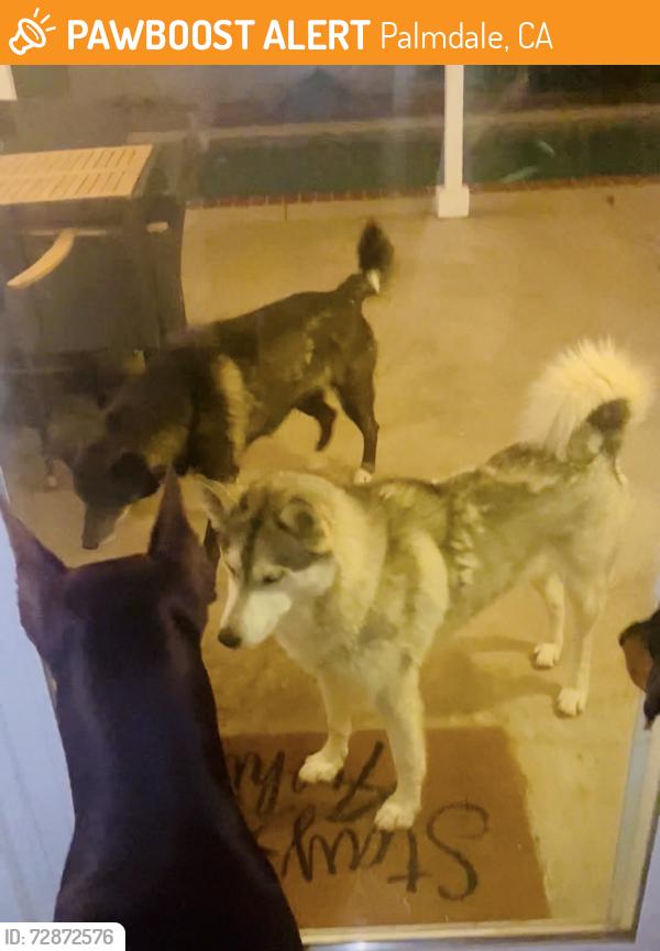 Found/Stray Female Dog last seen Drytown Water Park, Palmdale, CA 93550