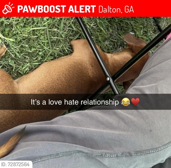 Lost Male Dog last seen N Spencer st Dalton ga, Dalton, GA 30721