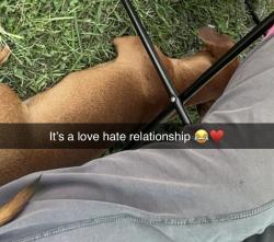 Lost Male Dog last seen N Spencer st Dalton ga, Dalton, GA 30721