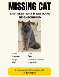 Lost Male Cat last seen Near Blindlake de, Houston, TX 77084