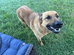 Found/Stray Male Dog last seen Peachtree heading towards Poss Road, Leon Valley, TX 78238