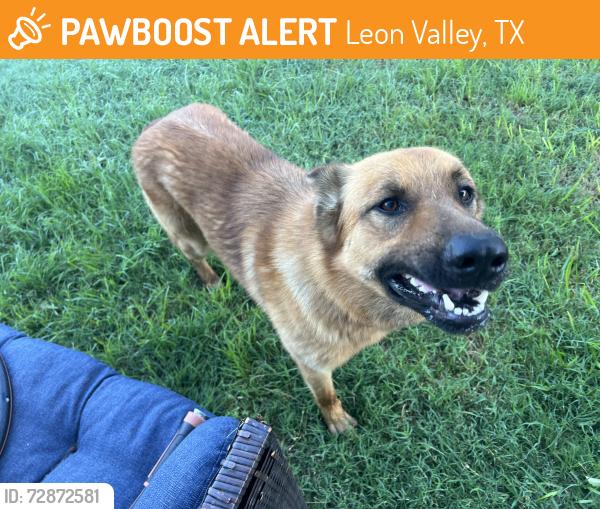 Found/Stray Male Dog last seen Peachtree heading towards Poss Road, Leon Valley, TX 78238