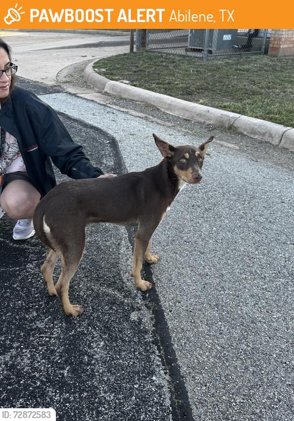 Found/Stray Female Dog last seen Hartford learning center , Abilene, TX 79605