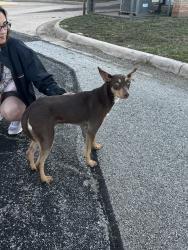 Found/Stray Female Dog last seen Hartford learning center , Abilene, TX 79605