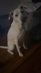 Reunited Male Dog last seen Finley ave and Boyd Ave , Indianapolis, IN 46203