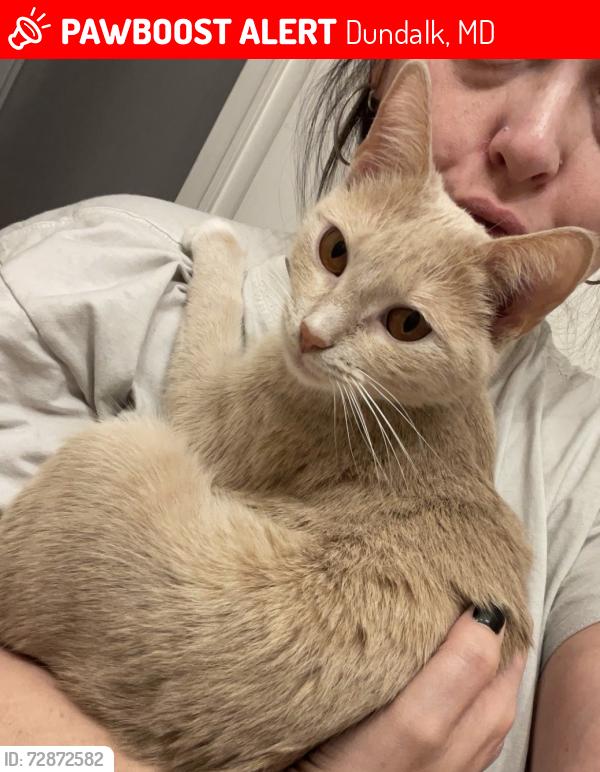Lost Female Cat last seen Kirkleigh road and Merritt blvd , Dundalk, MD 21222